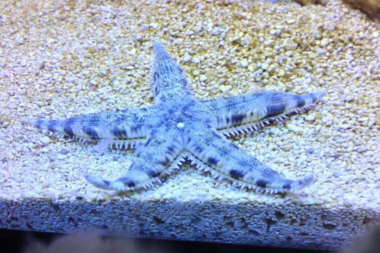 Sand Shifting Starfish - Violet Sea Fish and Coral