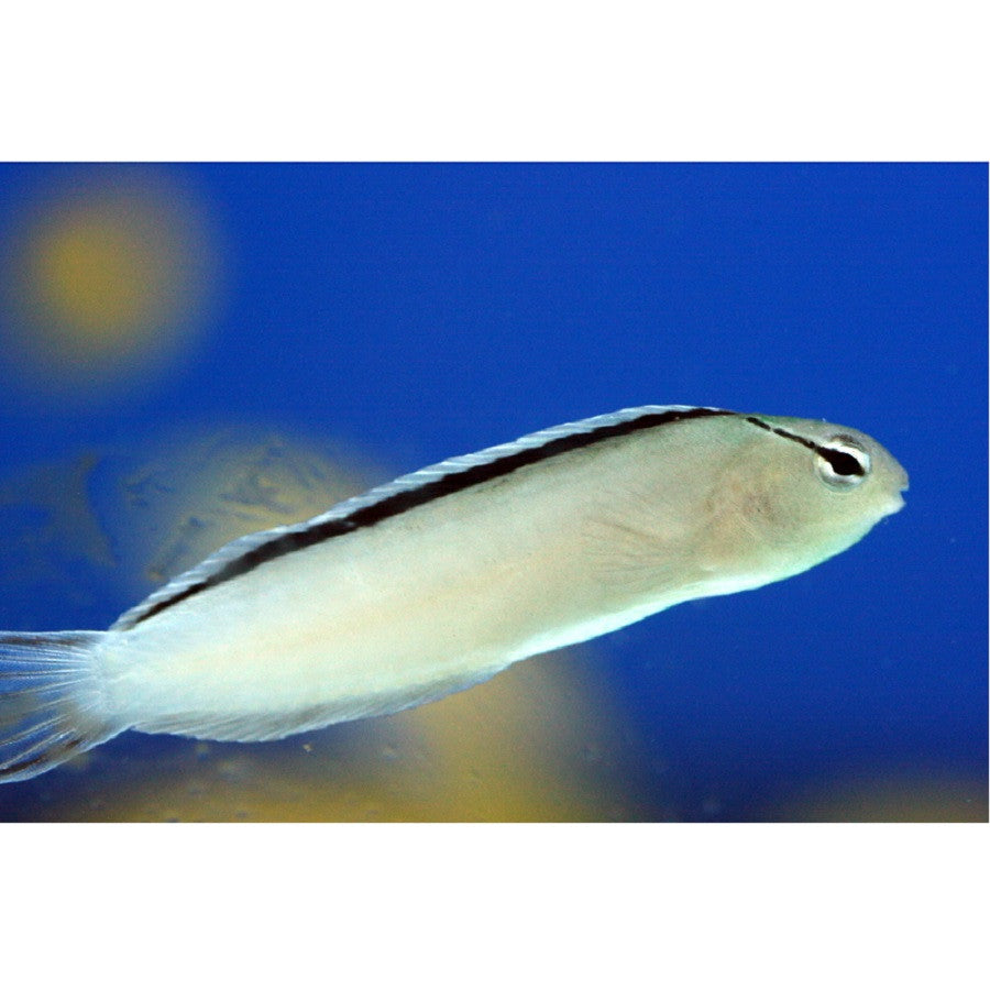 Smith's Blenny - Violet Aquarium