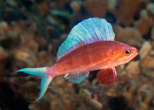 Sailfin Anthias - Violet Sea Fish and Coral