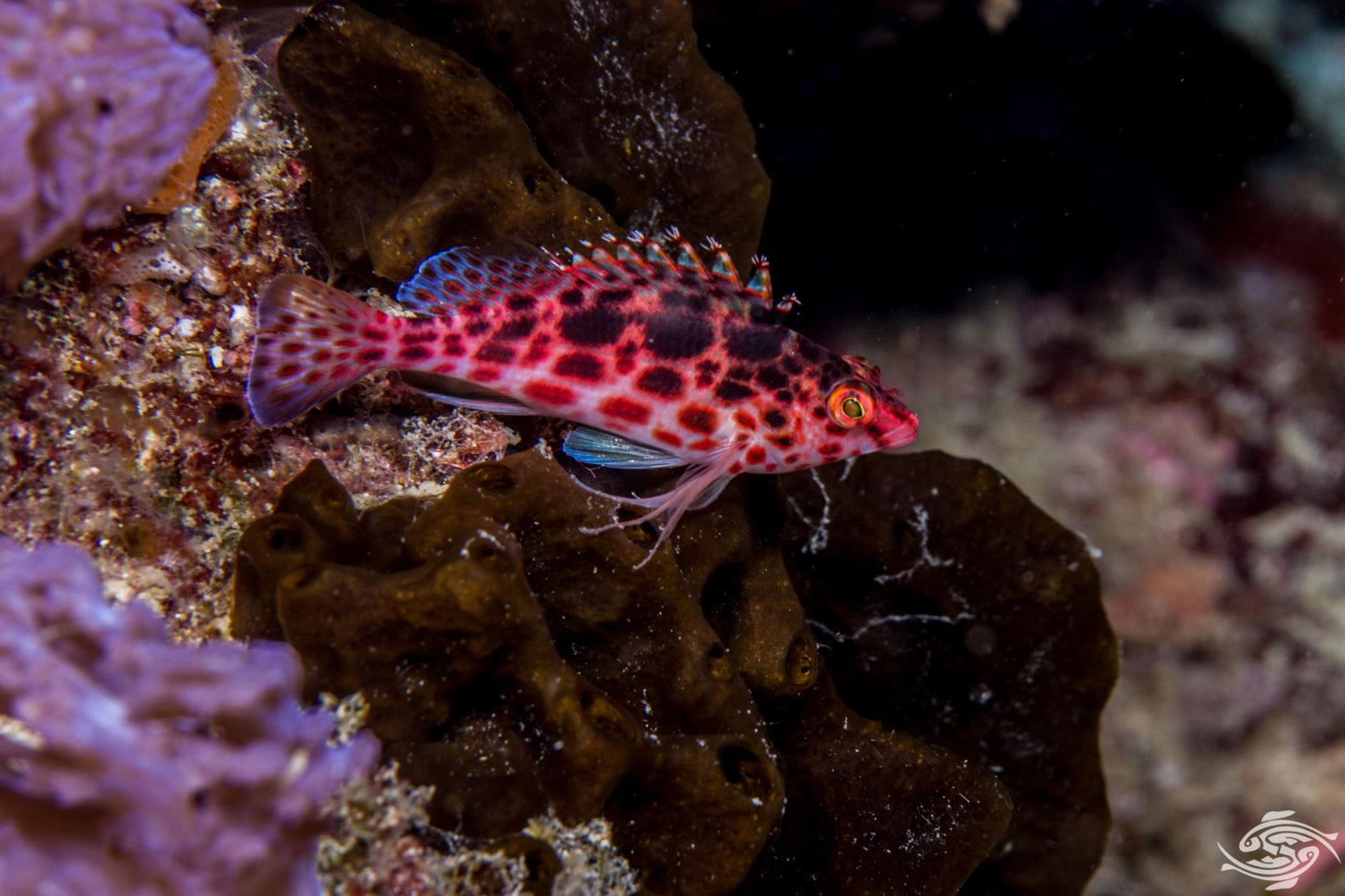 Spotted Hawkfish - Violet Aquarium