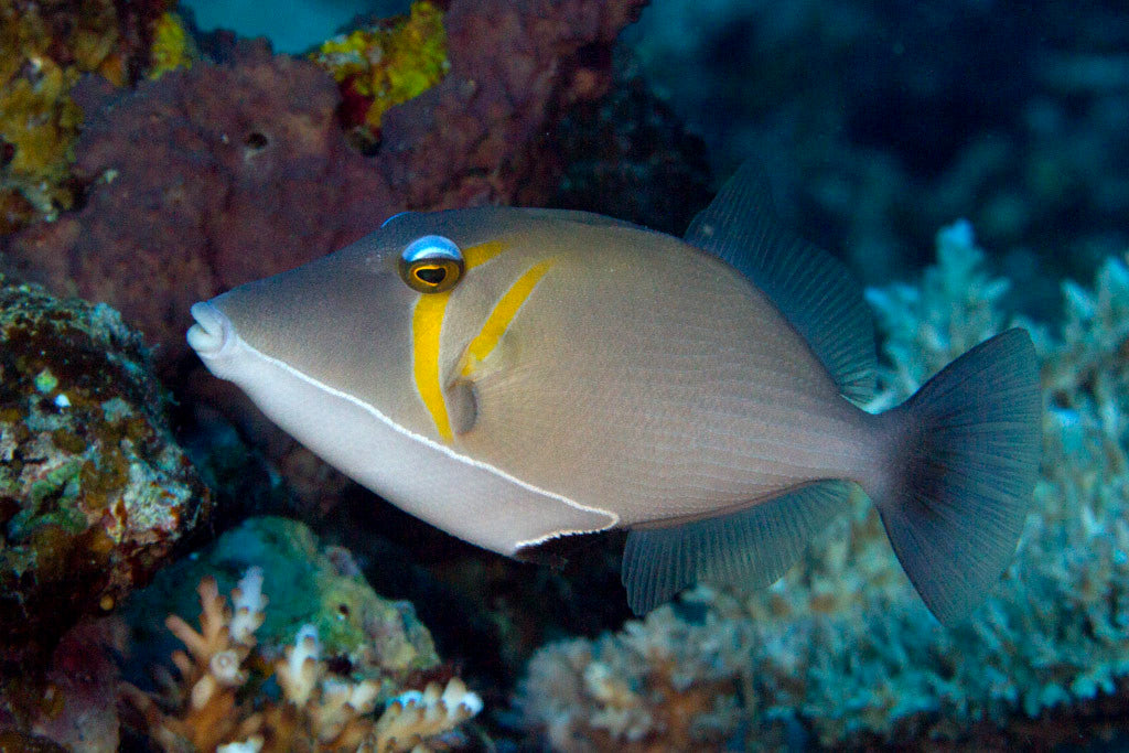 Lei Triggerfish - Violet Sea Fish and Coral