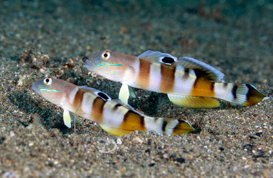 Tiger Wardi Goby - Violet Aquarium