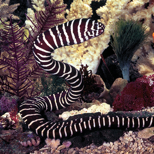 Zebra Moray Eel - Violet Sea Fish and Coral