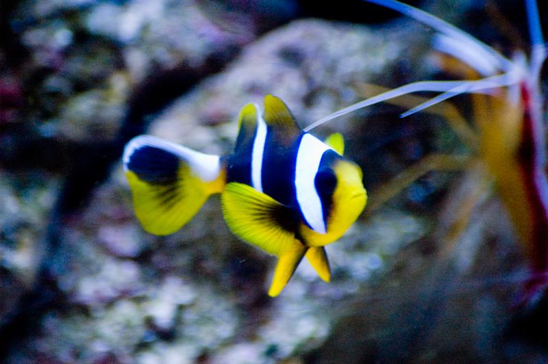 Allard's Clownfish - Violet Sea Fish and Coral