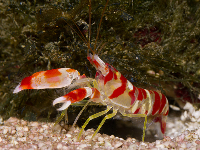 Candy Stripe Pistol Shrimp - Violet Sea Fish and Coral