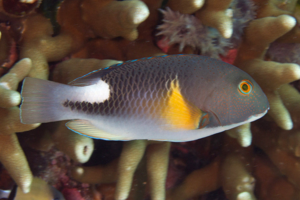 Anchor Tuskfish Size: S 1.5" to 2"