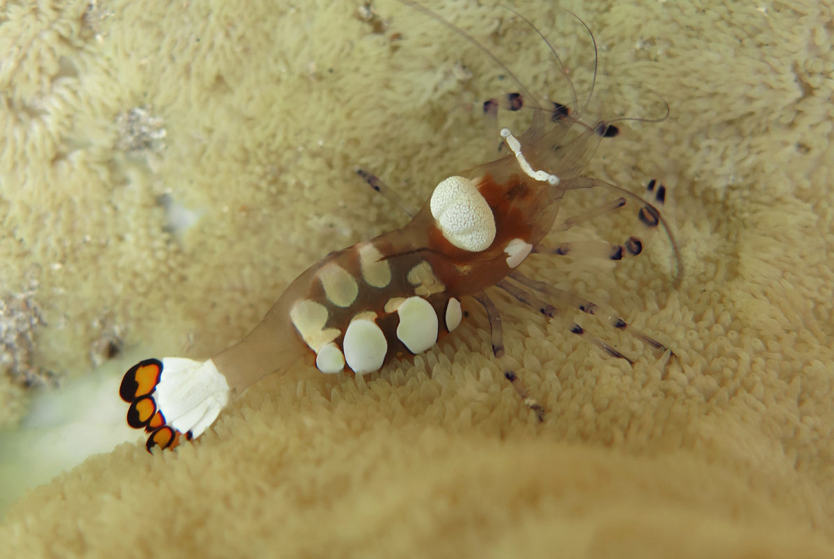 White Spot Anemone Shrimp - Violet Sea Fish and Coral