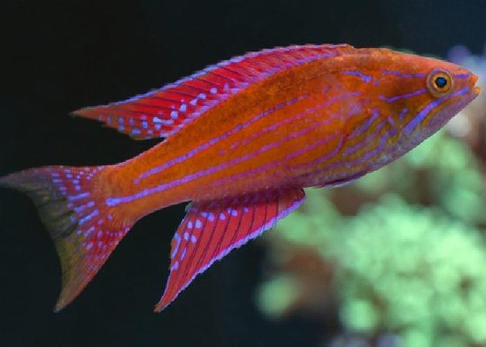 Angular Flasher Wrasse - Violet Sea Fish and Coral