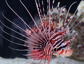 Antennata Lionfish - Violet Sea Fish and Coral