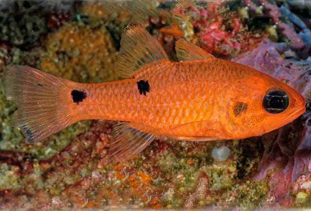 Pink/Red Cardinal Fish