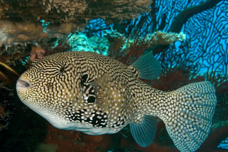 Mappa Pufferfish - Violet Sea Fish and Coral
