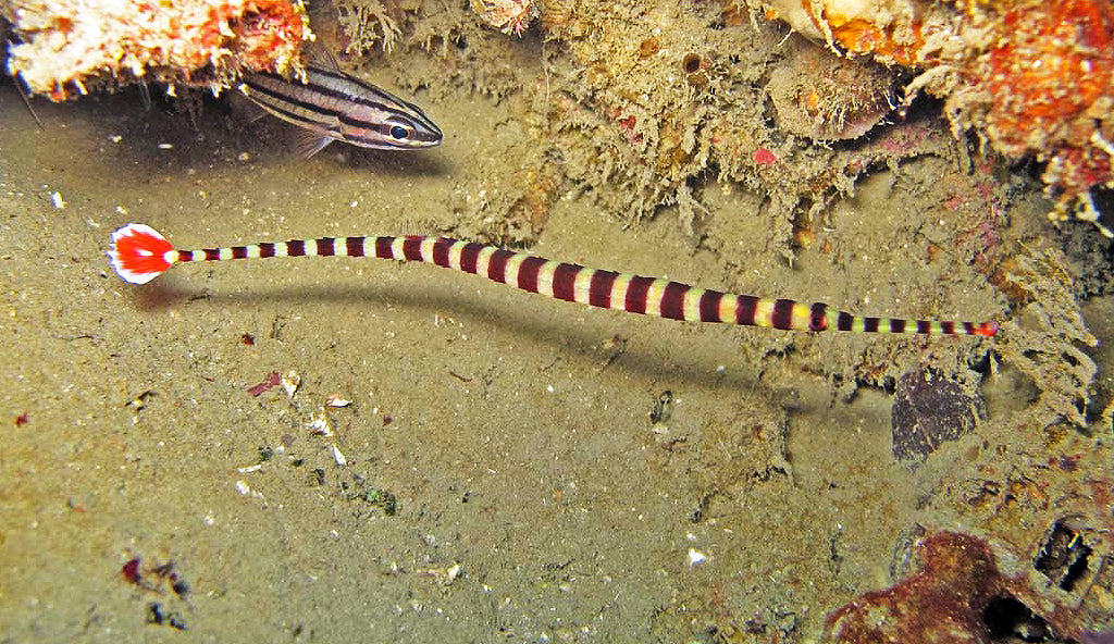 Banded Pipefish - Violet Aquarium