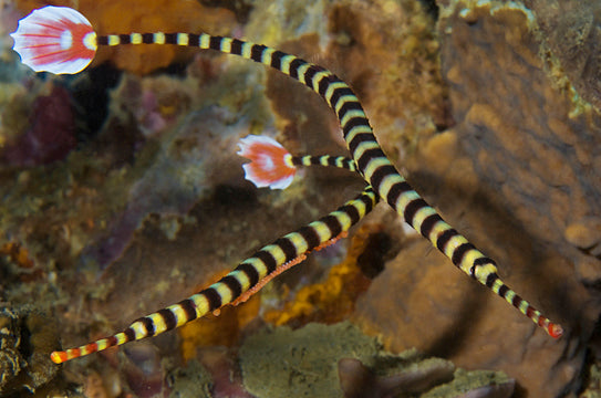 Banded Pipefish - Violet Aquarium