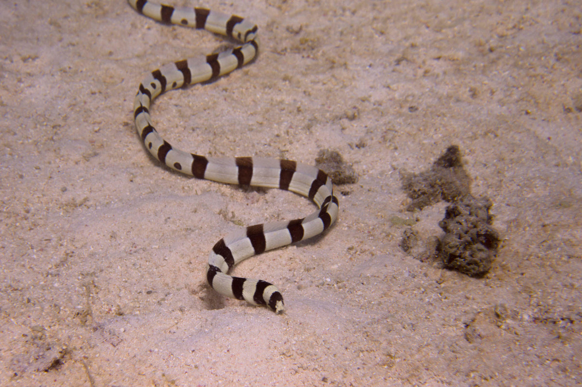Banded Snake Eel Size S: 10"-14"