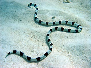 Banded Snake Eel Size S: 10"-14"