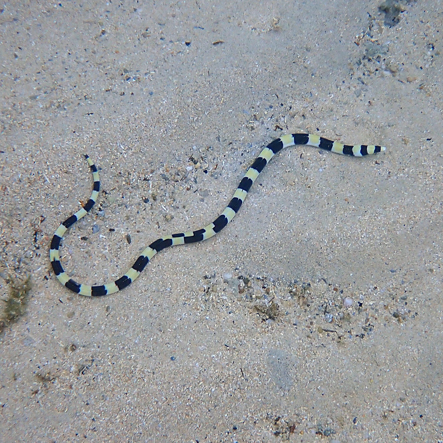Banded Snake Eel Size S: 10"-14"