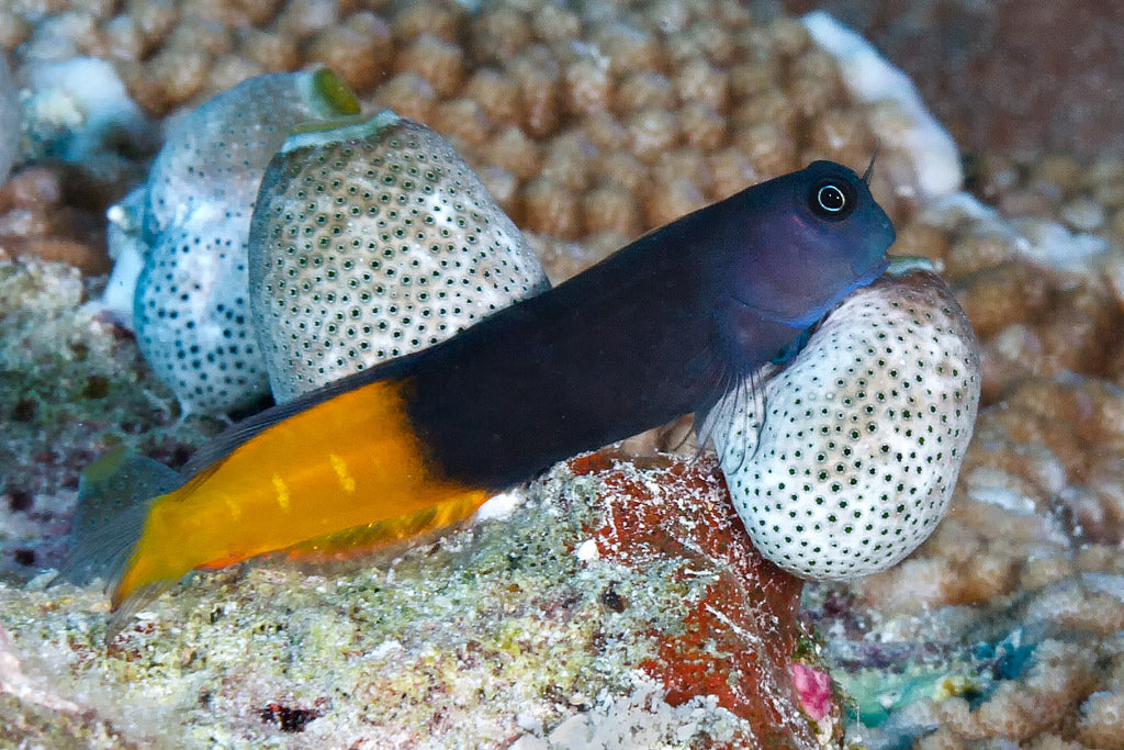 Bicolor Blenny - Violet Aquarium