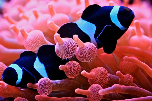 Black and White Ocellaris Clownfish - Violet Aquarium