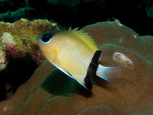 Blackbar Chromis - Violet Sea Fish and Coral