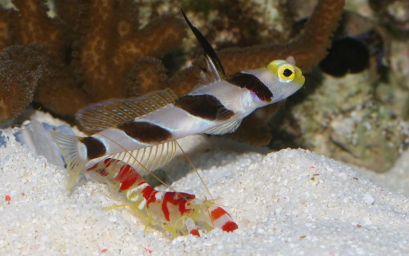 Yellow Nose Shrimp Goby - Violet Sea Fish and Coral