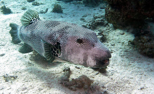 Black Spotted Pufferfish Large (Species Unknown)