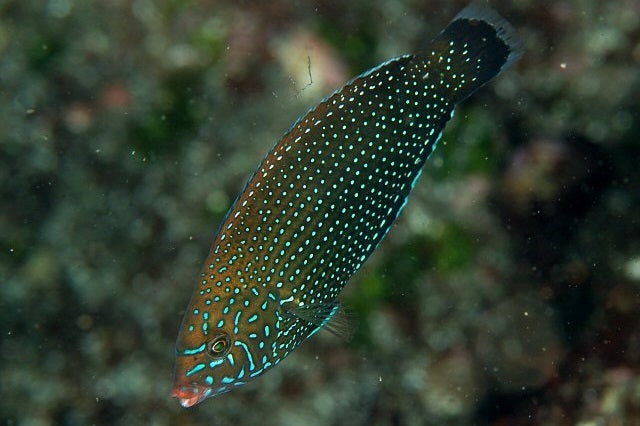 Bluespotted Wrasse - Violet Sea Fish and Coral