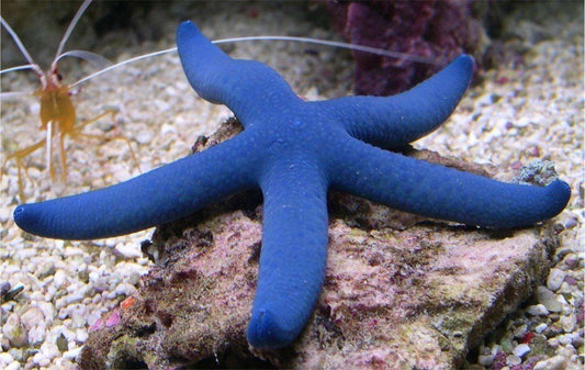Blue Linkia Starfish - Violet Sea Fish and Coral