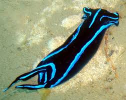 Blue Velvet Slug - Violet Sea Fish and Coral