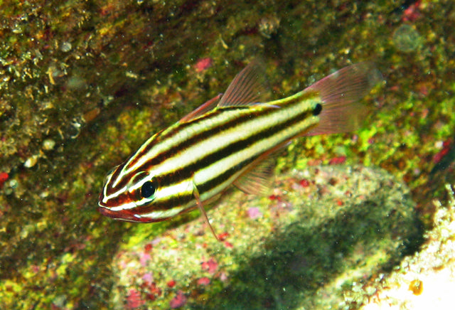 Broad Striped Cardinal