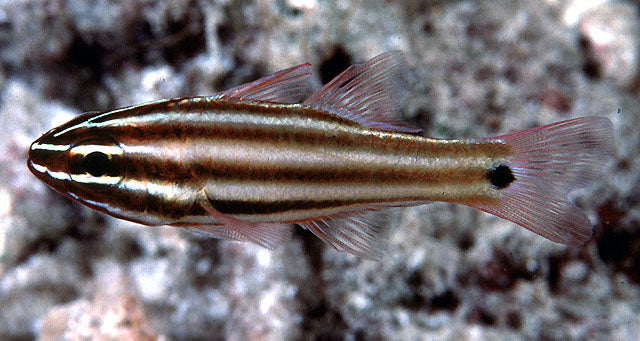 Broad Striped Cardinal