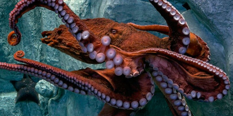 Day Octopus Size: L 8" to 14"