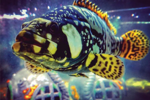 Bumblebee Grouper Size:M 3" to 4"