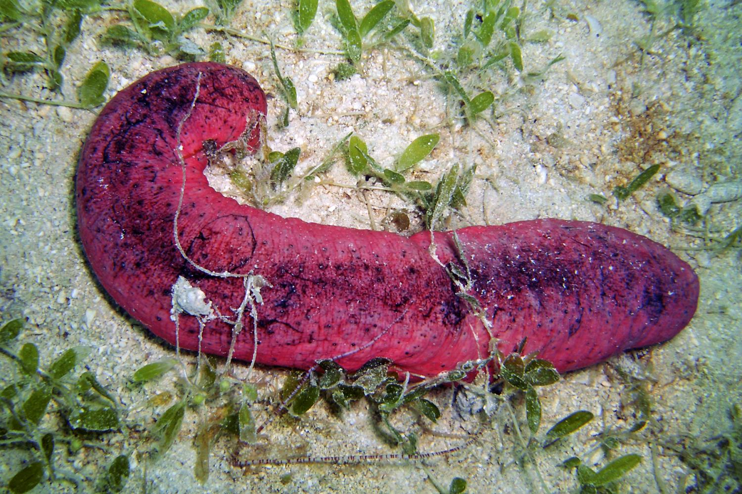 Red Sea Cucumber - Violet Sea Fish and Coral