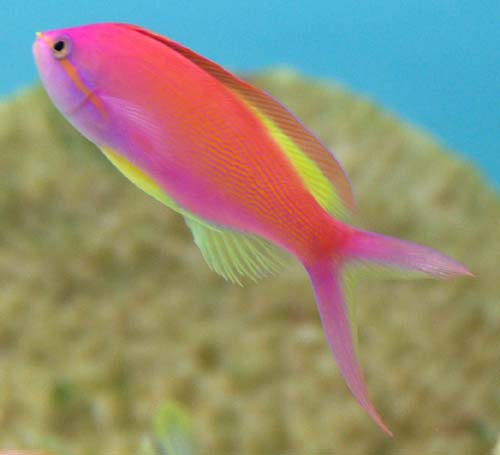 Carberry Anthias - Violet Aquarium