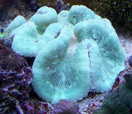 Carpet Anemone - Violet Sea Fish and Coral