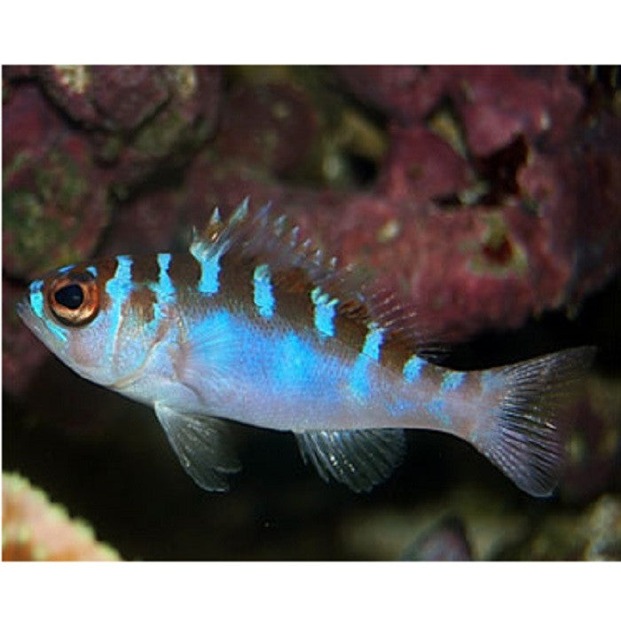 Chalk Basslet - Violet Aquarium