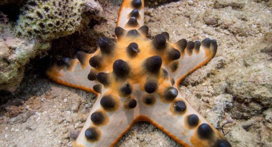 Chocolate Chip Starfish - Violet Sea Fish and Coral