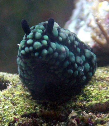 Black Corn Sea Slug - Violet Sea Fish and Coral