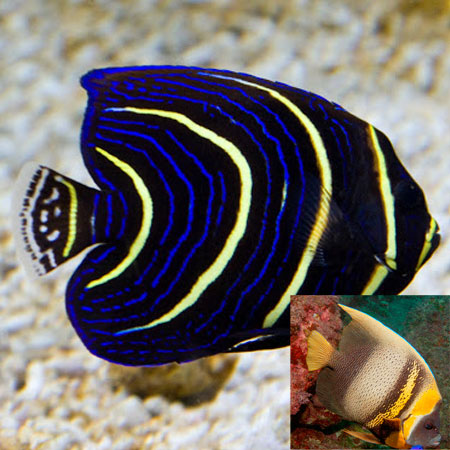Cortez Angelfish Juvenile (Coasta Rica) Size: S 1" to 2"