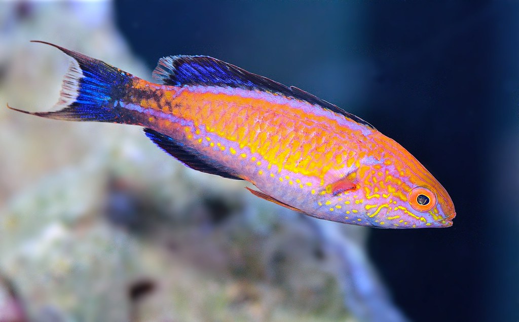 Crescent Tail Fairy Wrasse - Violet Sea Fish and Coral