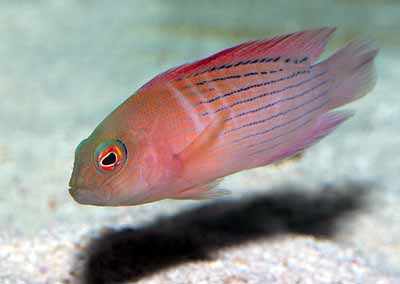 Damperia Grouper - Violet Sea Fish and Coral