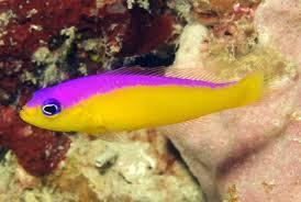 Diadem Dottyback