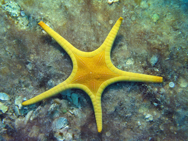 Double Starfish