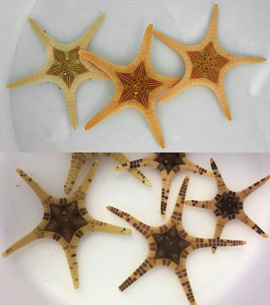 Double Starfish