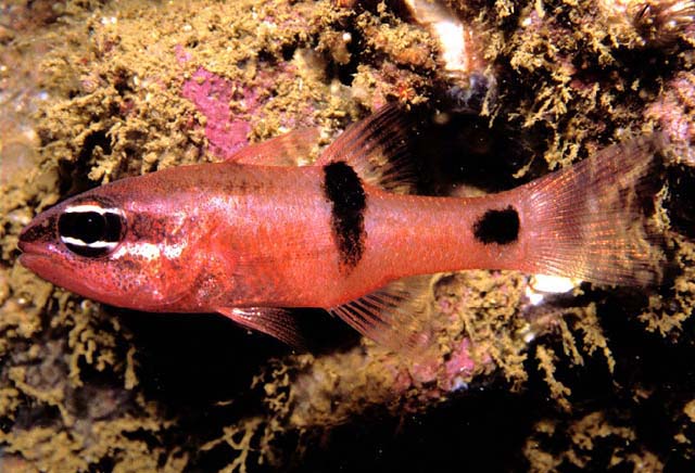 Pink/Red Cardinal Fish