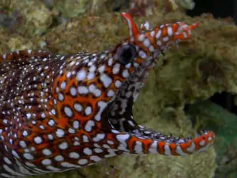 Japanese Dragon Eel