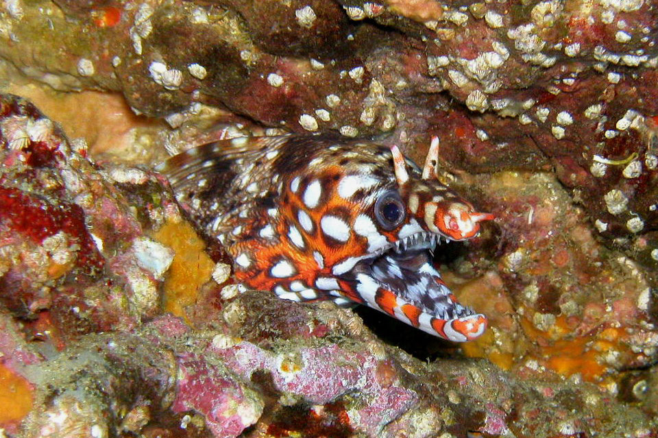 Japanese Dragon Eel