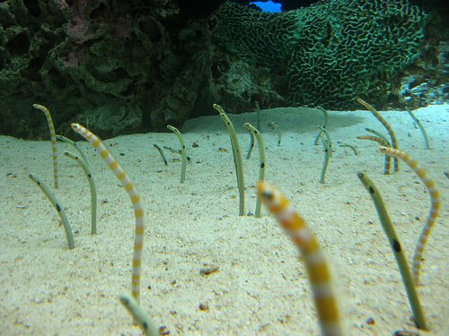 Spotted Garden Eel - Violet Sea Fish and Coral