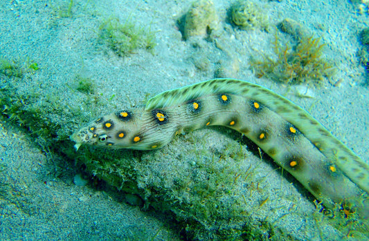 Gold Spotted Eel - Violet Sea Fish and Coral