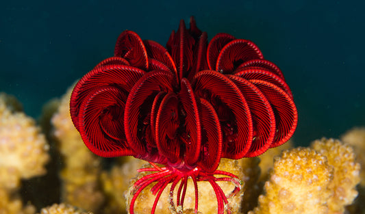 Red Feather Starfish - Violet Sea Fish and Coral